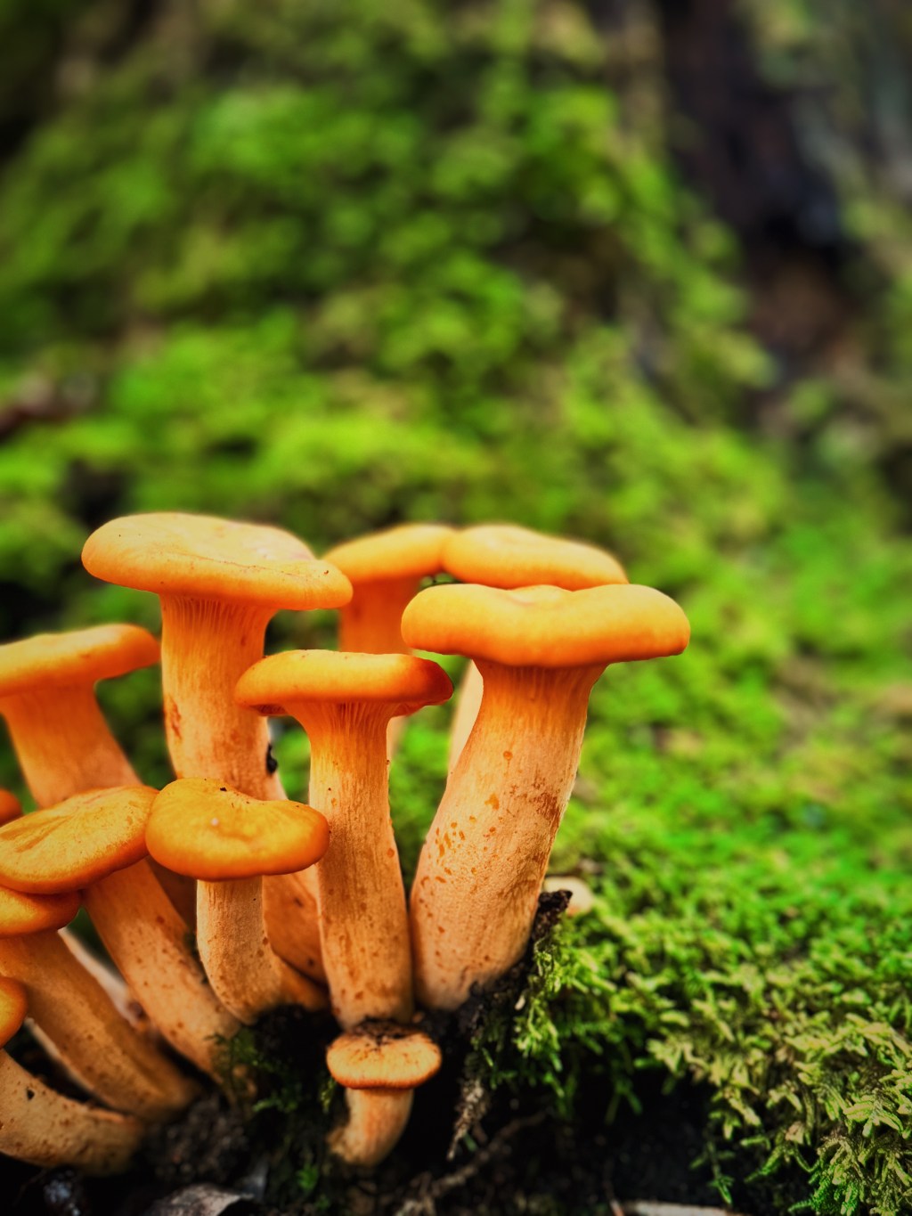 Sin, Snakes and&nbsp;Mushrooms.